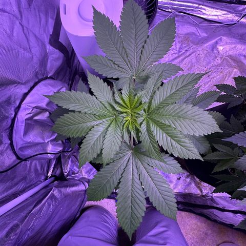 Gelato OG #1 growlog timeline photo