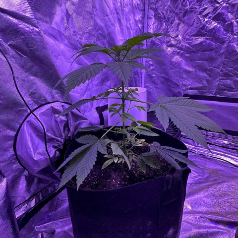 Gelato OG #1 growlog timeline photo
