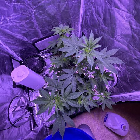 White Widow growlog timeline photo