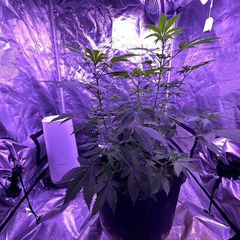 White Widow growlog timeline photo