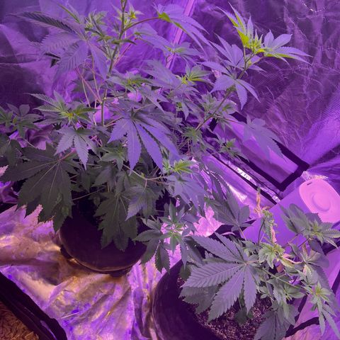 White Widow growlog timeline photo