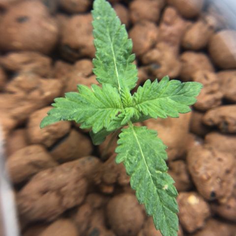 Lisa Marie (#1) growlog photo: Leaves looked bad, changed water, no nutes