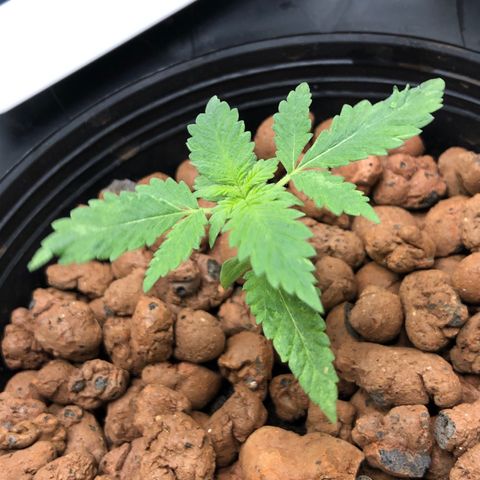 Lisa Marie (#1) growlog timeline photo