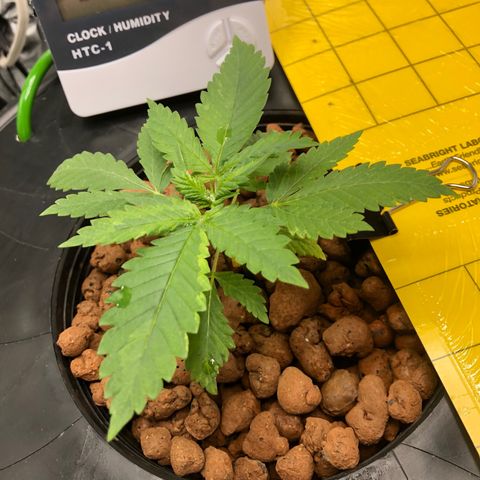 Lisa Marie (#1) growlog timeline photo