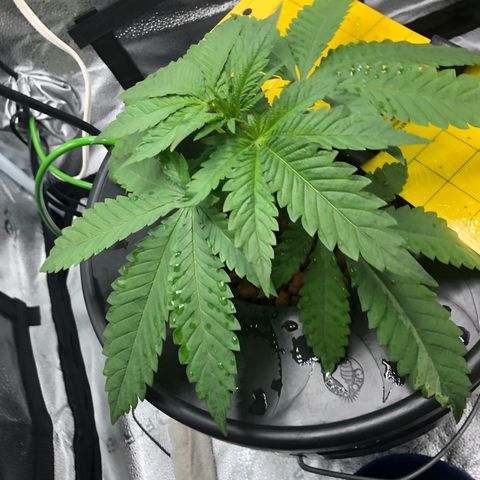 Lisa Marie (#1) growlog timeline photo