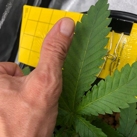 Lisa Marie (#1) growlog timeline photo