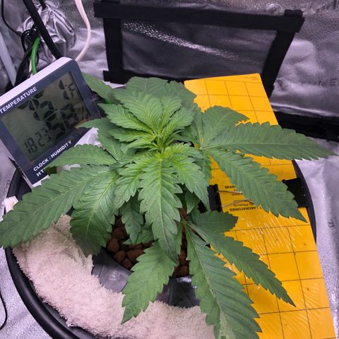 Lisa Marie (#1) growlog timeline photo