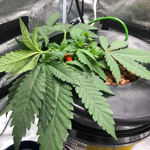 Lisa Marie (#1) growlog timeline photo