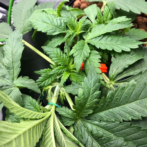 Lisa Marie (#1) growlog timeline photo