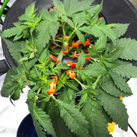 Lisa Marie (#1) growlog photo: More LST added 