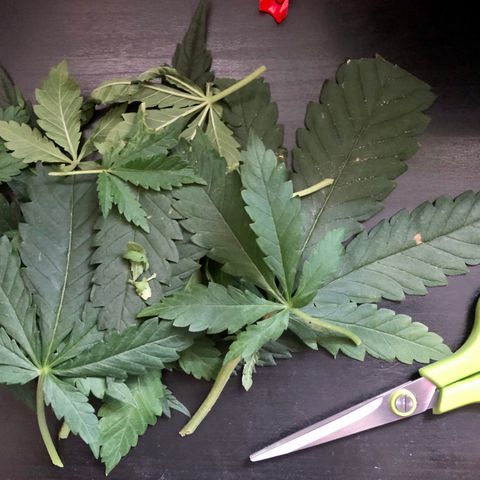 Lisa Marie (#1) growlog photo: More LST + pruning of suckers / unhealthy  🍃 