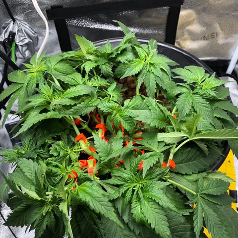 Lisa Marie (#1) growlog photo: More LST + pruning suckers / unhealthy 🍃 