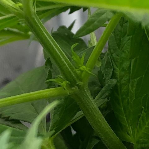 Lisa Marie (#1) growlog photo: Pre-flowers! 💐😁