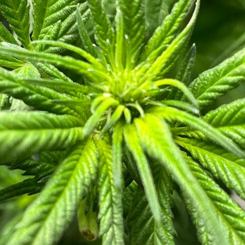 Lisa Marie (#1) growlog timeline photo