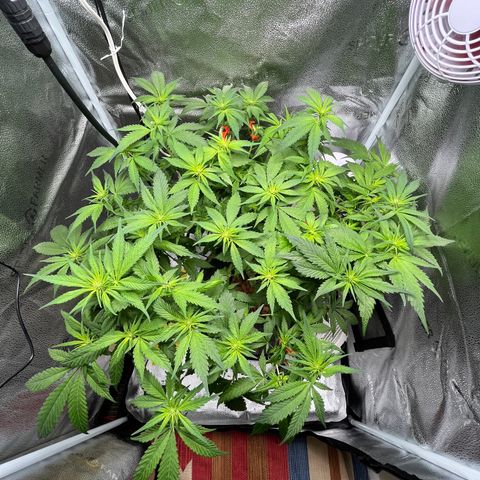 Lisa Marie (#1) growlog timeline photo