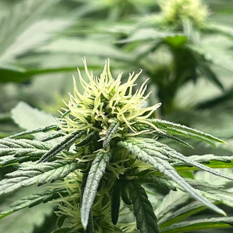 Lisa Marie (#1) growlog timeline photo