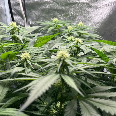 Lisa Marie (#1) growlog timeline photo
