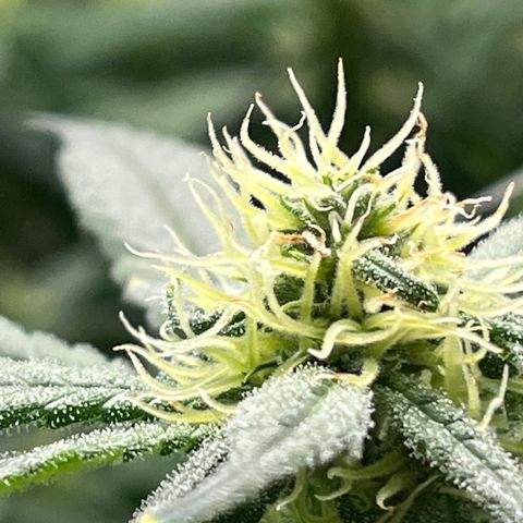 Lisa Marie (#1) growlog timeline photo