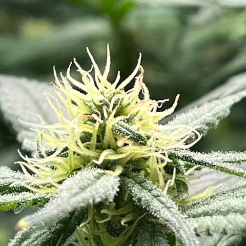 Lisa Marie (#1) growlog timeline photo