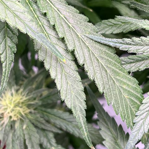 Lisa Marie (#1) growlog timeline photo