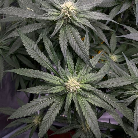 Lisa Marie (#1) growlog timeline photo