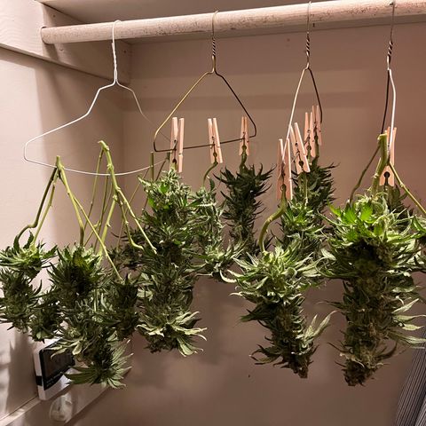 Lisa Marie (#1) growlog timeline photo