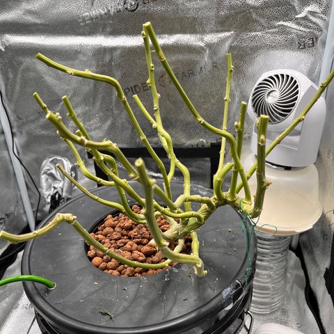 Lisa Marie (#1) growlog photo: Harvest day 🥲