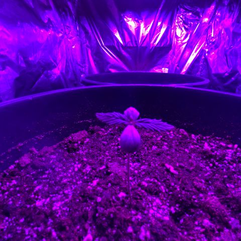 Sir Jack Auto growlog timeline photo
