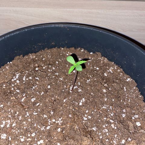 Sir Jack Auto growlog timeline photo