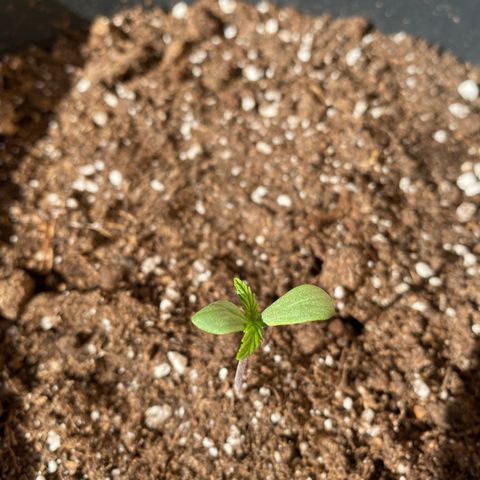Sir Jack Auto growlog timeline photo