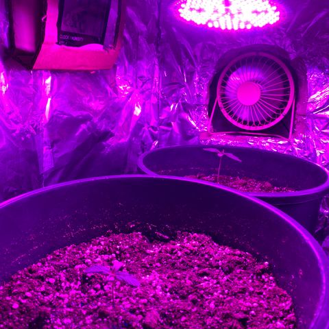 Sir Jack Auto growlog timeline photo