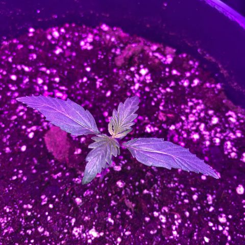 Sir Jack Auto growlog timeline photo