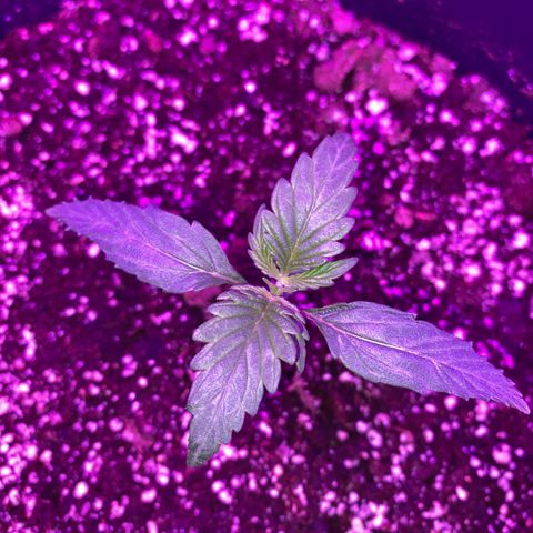 Sir Jack Auto growlog timeline photo
