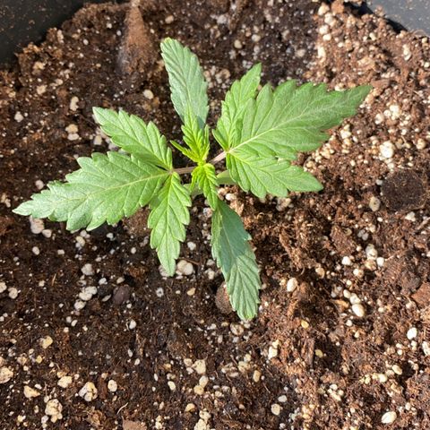 Sir Jack Auto growlog timeline photo