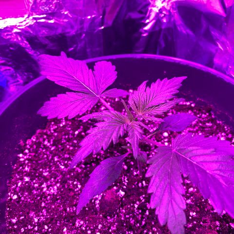 Sir Jack Auto growlog timeline photo