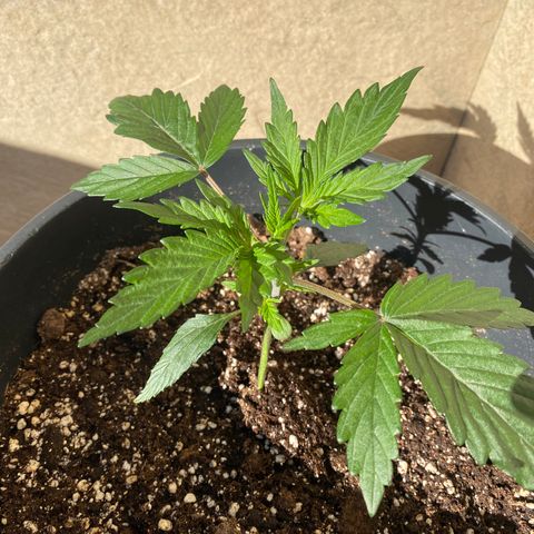 Sir Jack Auto growlog timeline photo