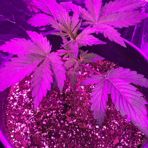 Sir Jack Auto growlog timeline photo