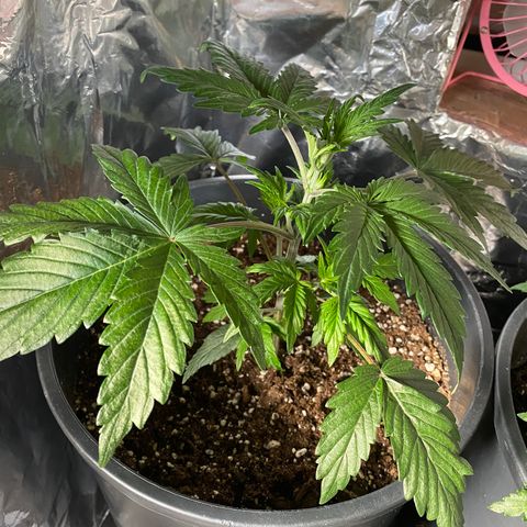 Sir Jack Auto growlog timeline photo