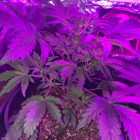 Sir Jack Auto growlog timeline photo