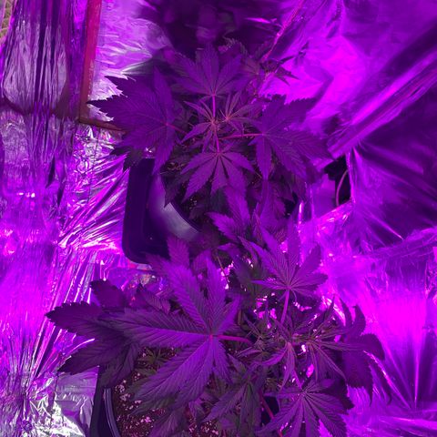 Sir Jack Auto growlog timeline photo