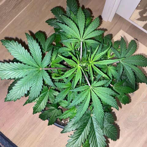 Sir Jack Auto growlog timeline photo