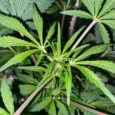 Sir Jack Auto growlog timeline photo