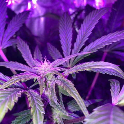 Sir Jack Auto growlog timeline photo