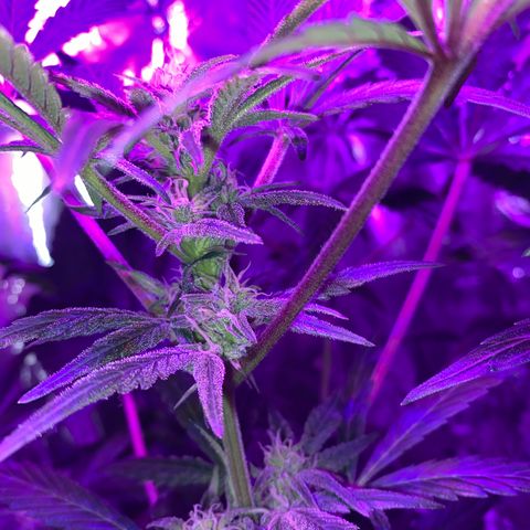 Sir Jack Auto growlog timeline photo
