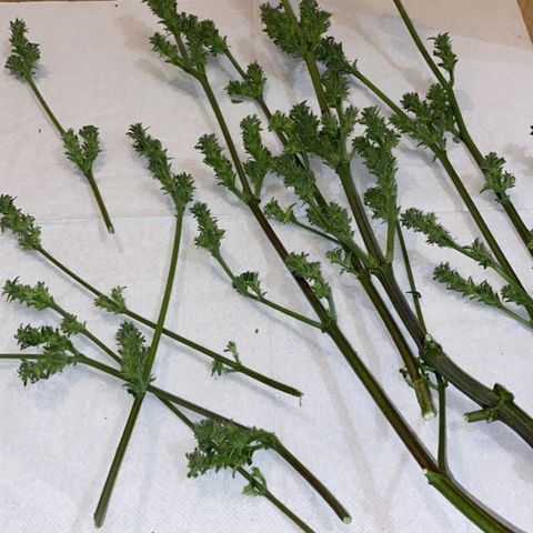 Sir Jack Auto growlog timeline photo