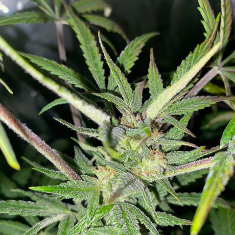 Sir Jack Auto growlog timeline photo