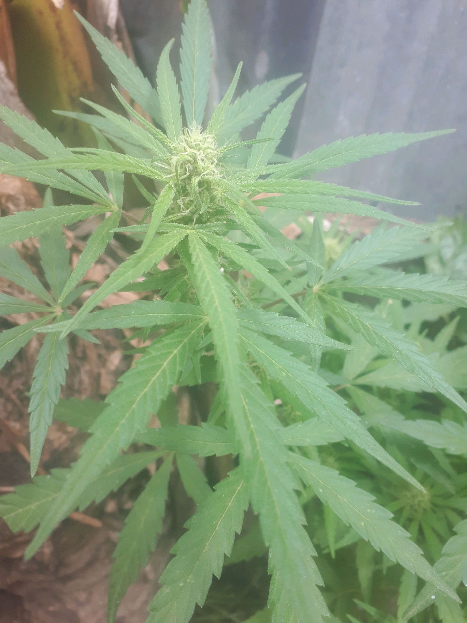 sour diesel growlog header