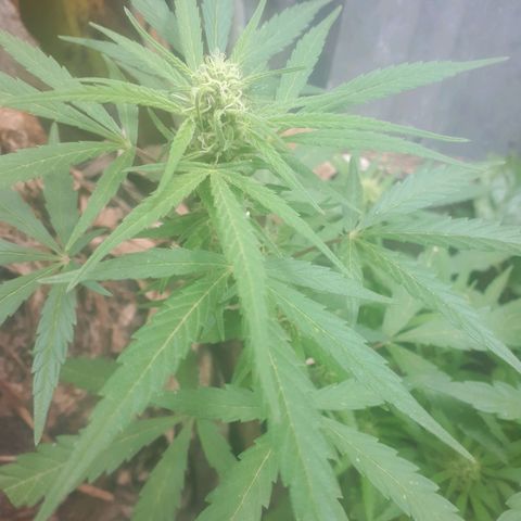 sour diesel growlog in Outdoor