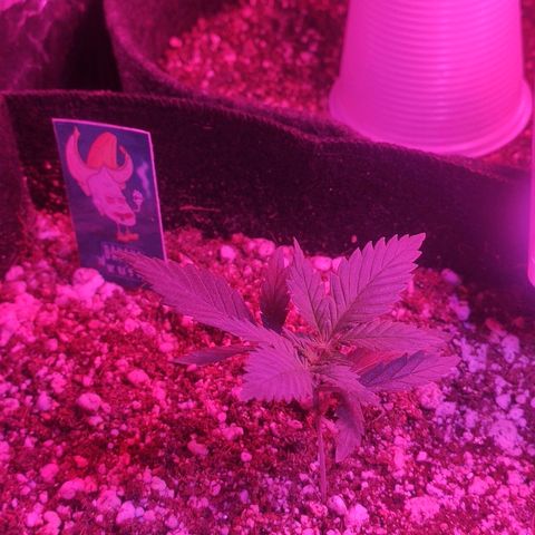Banana kush whitelabell growlog photo: Reagindo