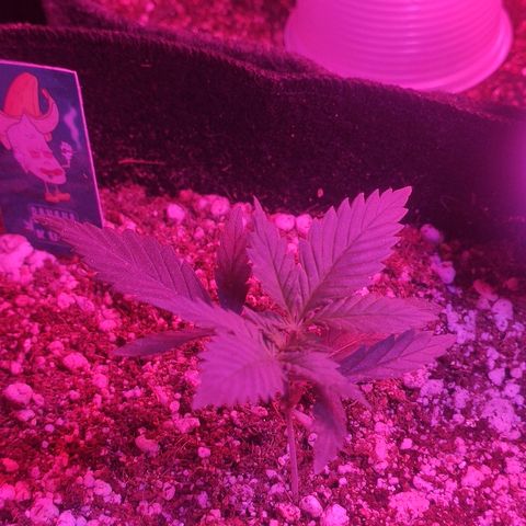Banana kush whitelabell growlog timeline photo